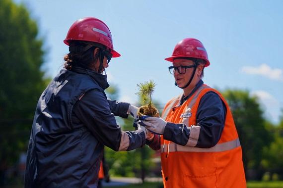Михайловский ГОК высадил 50 тысяч деревьев в Курской области Михайловский ГОК высадил 50 тысяч деревьев в Курской области